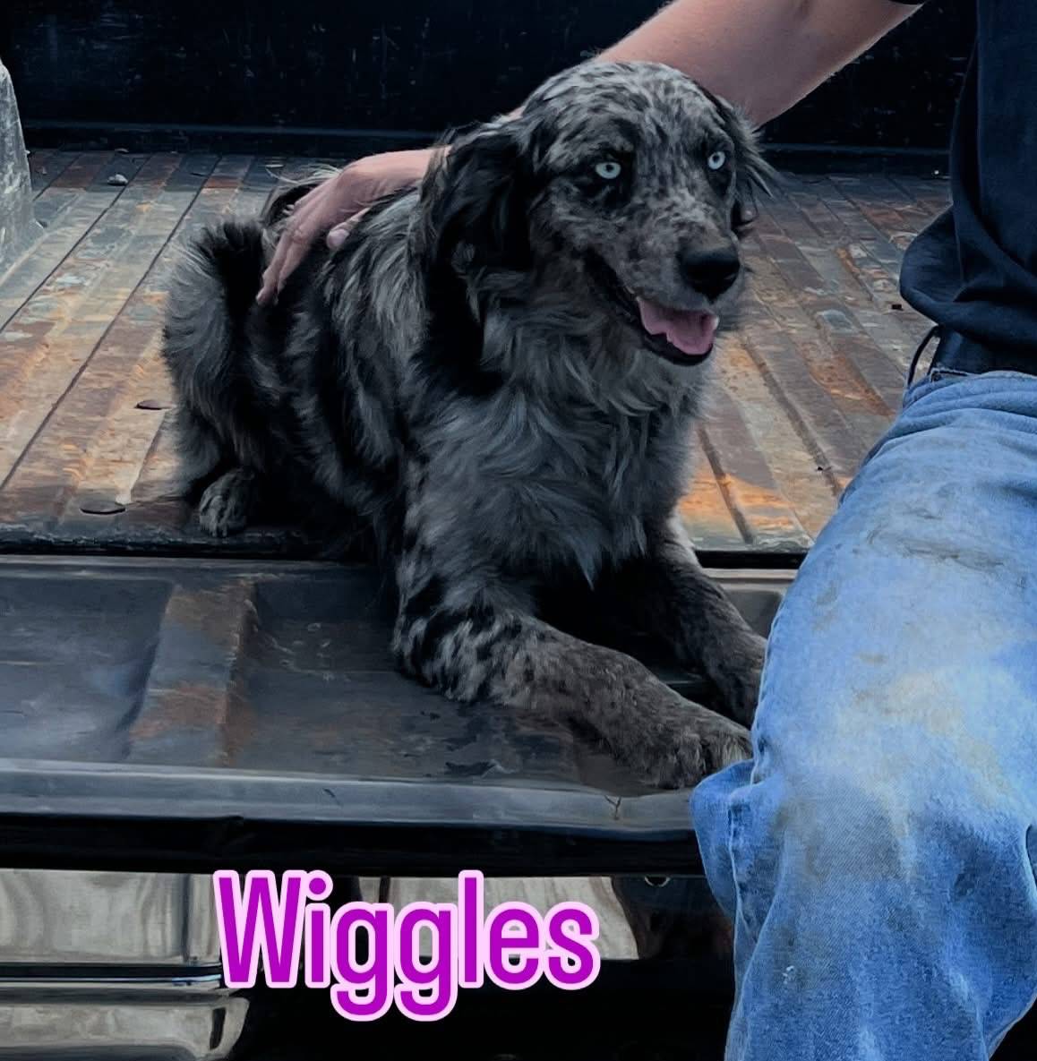 Blue eyes Male #1 W/Q, a male Australian Shepherd and Golden Retriever for sale in McDonald, TN – Photo 7 of 7