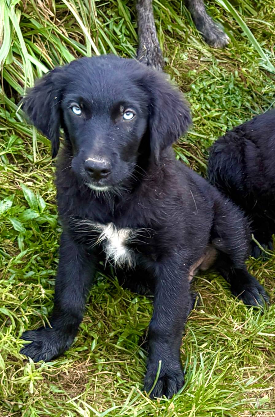 Blue eyes Male #1 W/Q, a male Australian Shepherd and Golden Retriever for sale in McDonald, TN – Photo 3 of 7