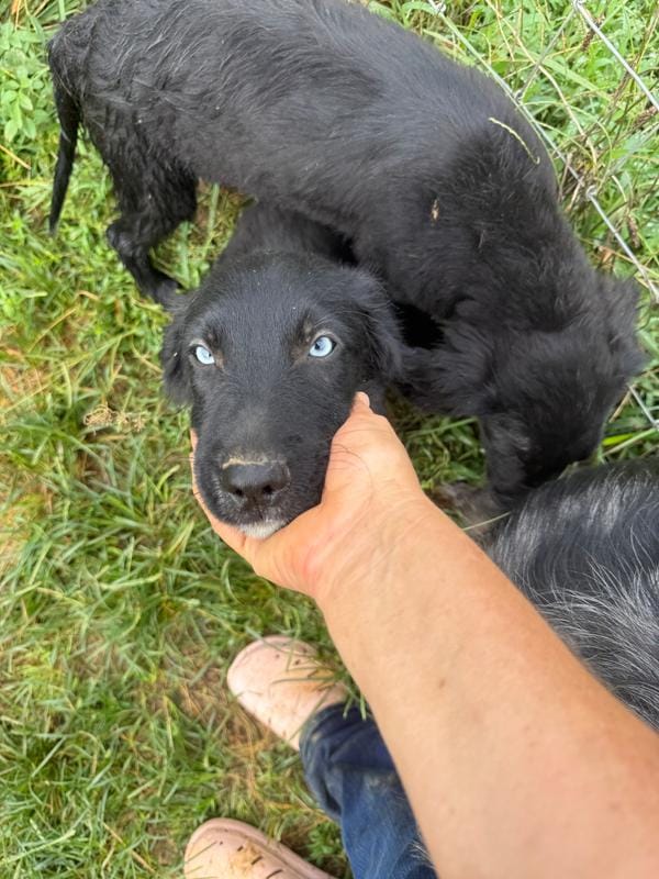 Blue eyes Male #1 W/Q