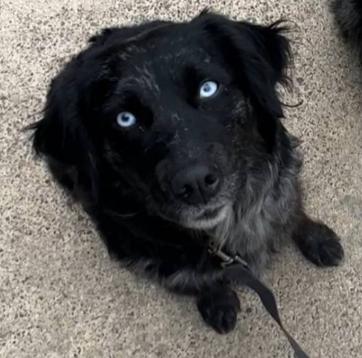 Blonde female Sky, a female Australian Shepherd and Golden Retriever for sale in McDonald, TN – Photo 4 of 5