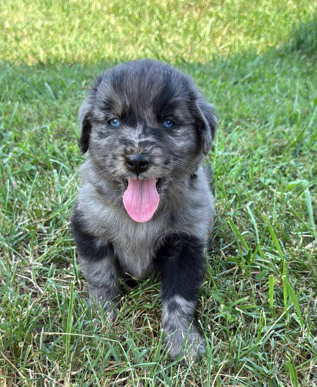 Merle Sky/Quigley #1