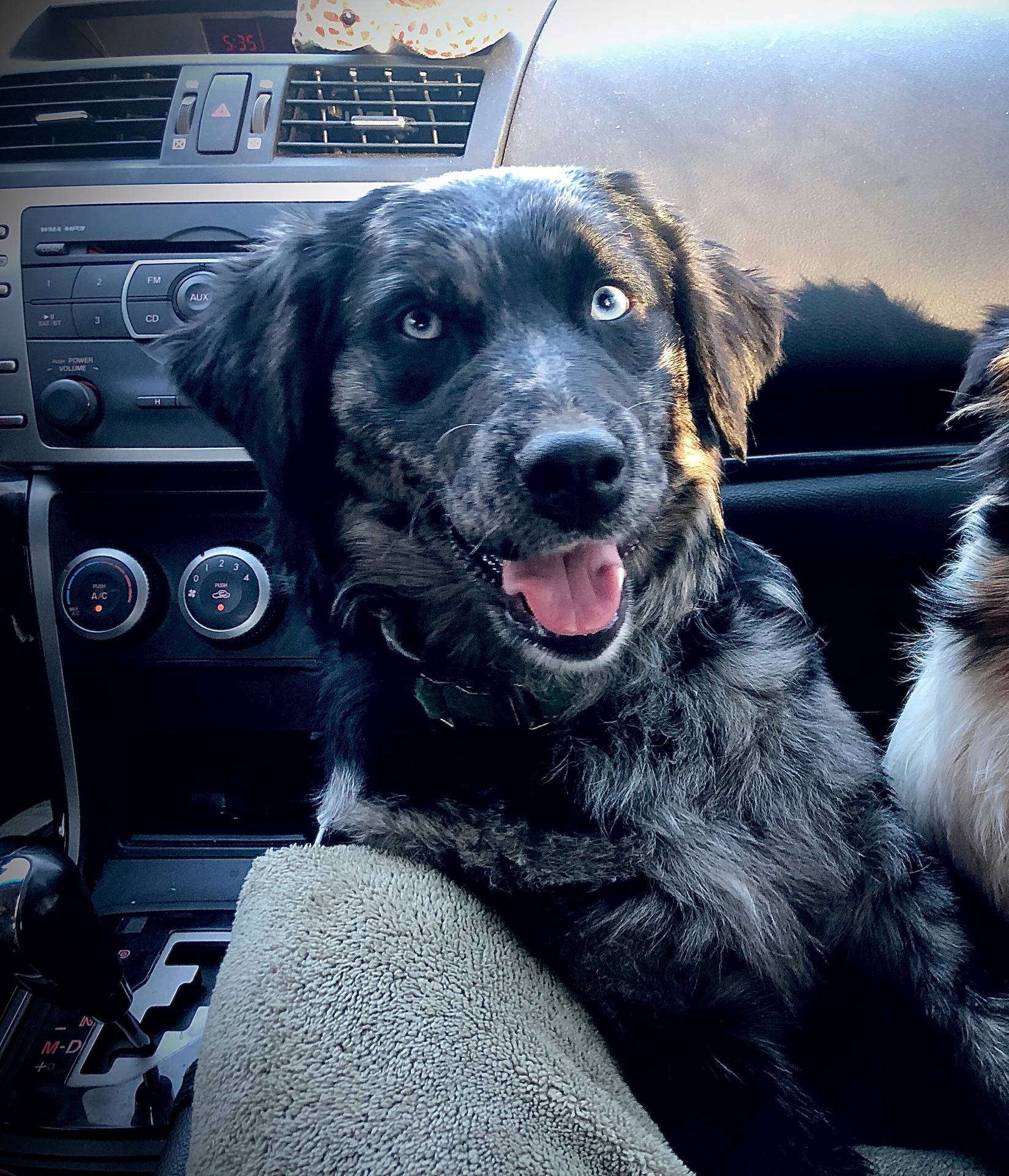 Merle Sky/Quigley #1, a male Australian Shepherd and Golden Retriever for sale in McDonald, TN – Photo 5 of 6
