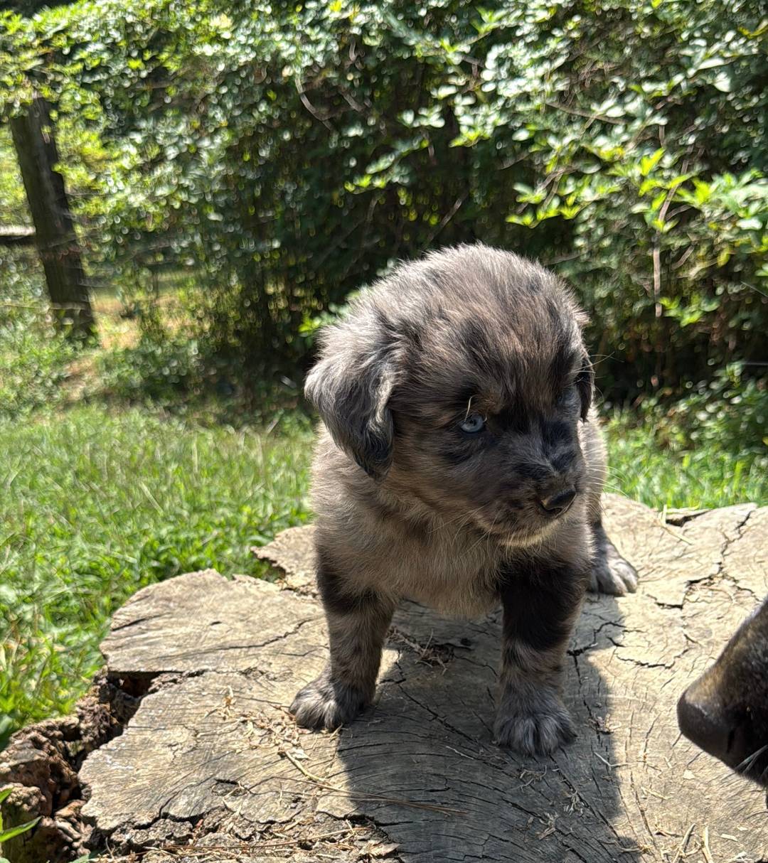 Merle Sky/Quigley #1, a male Australian Shepherd and Golden Retriever for sale in McDonald, TN – Photo 4 of 6