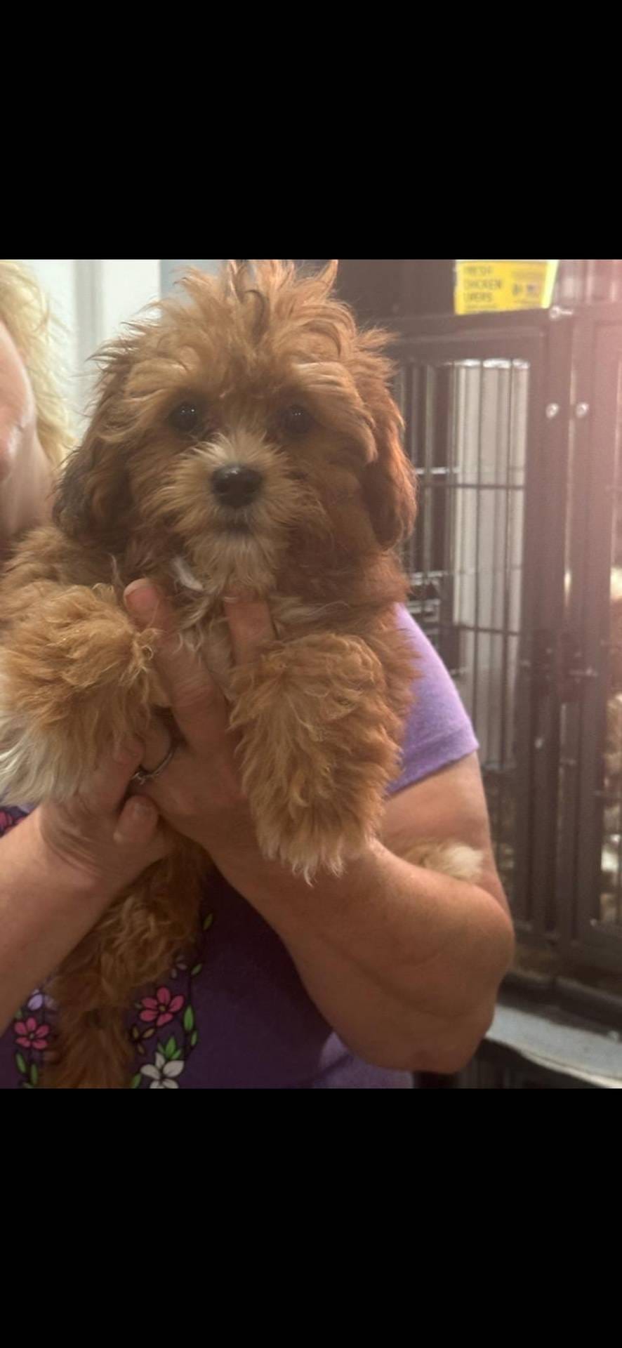 Angel is a tiny Toy, a female Goldendoodle and Miniature Goldendoodle for sale in Hammond, LA – Photo 2 of 5