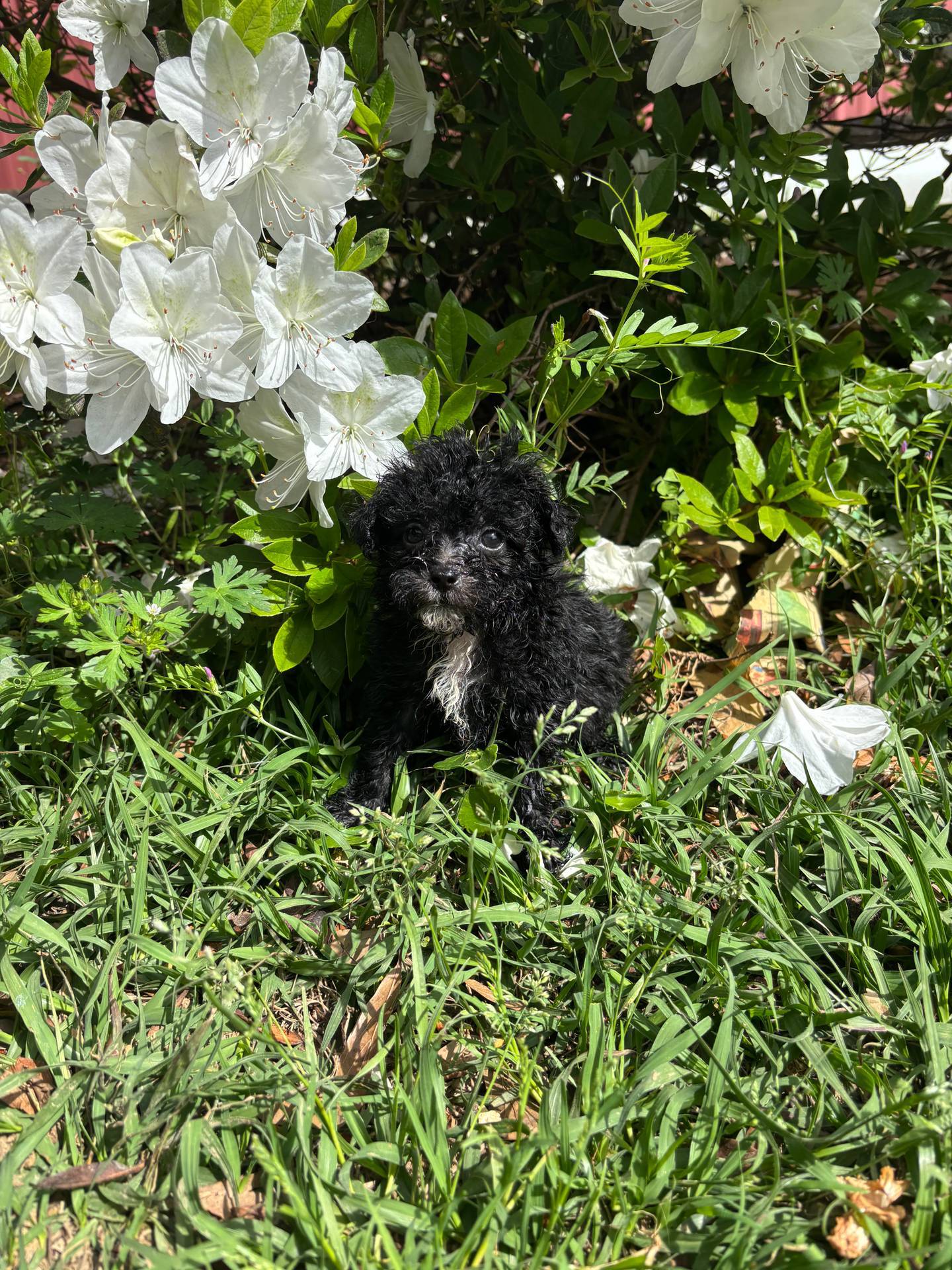 Suzette, a female Poodle - Toy  for sale in Hammond, LA – Photo 2 of 4