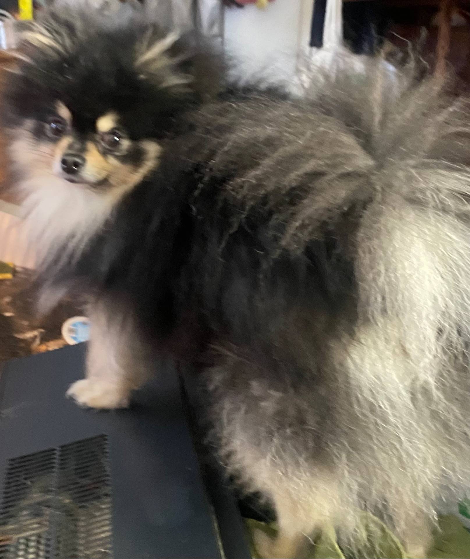 Star, a female Pomeranian for sale in Upper Darby, PA – 7 of 10