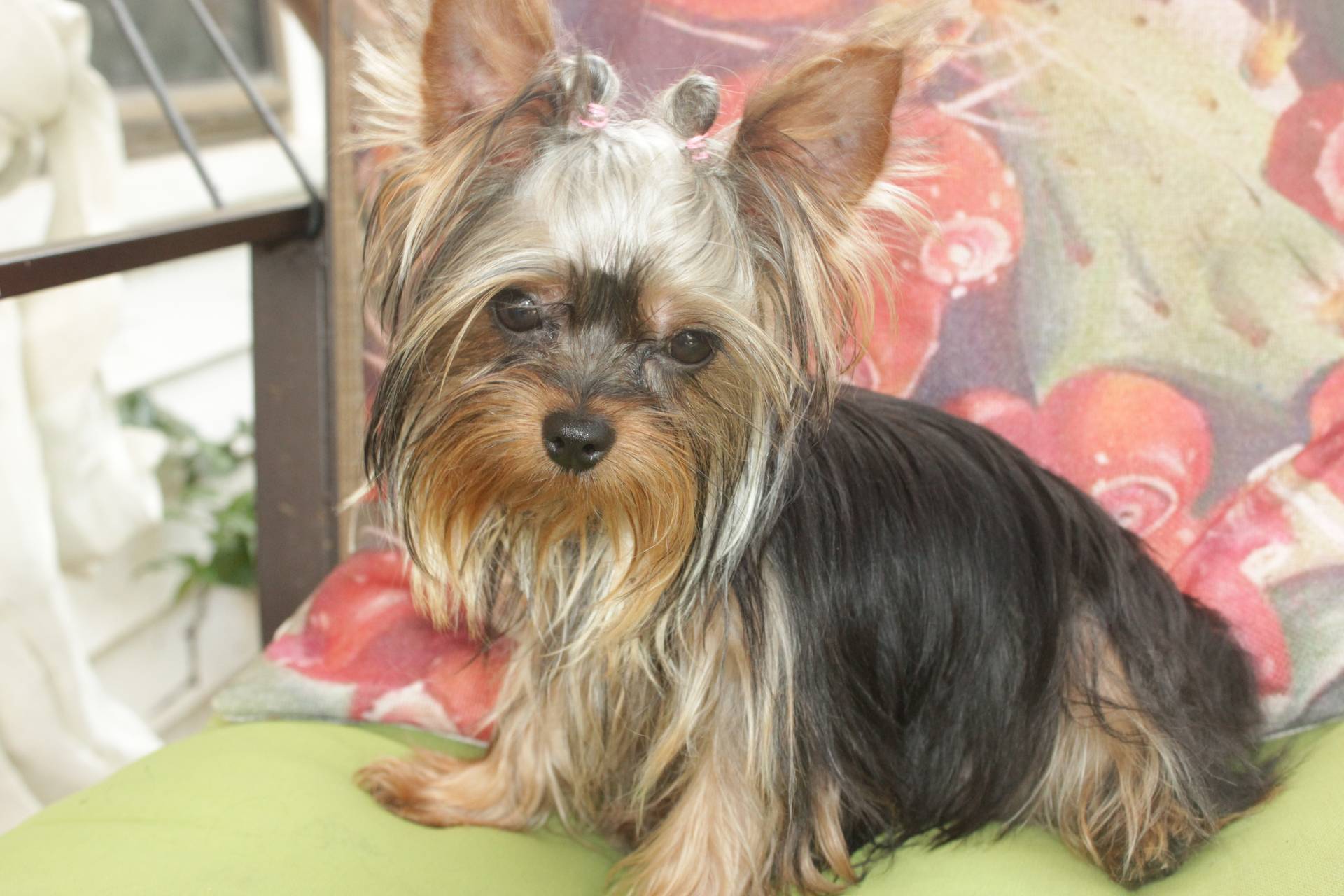 Lexie, a female Yorkshire Terrier for sale in San Angelo, TX – Photo 2 of 2