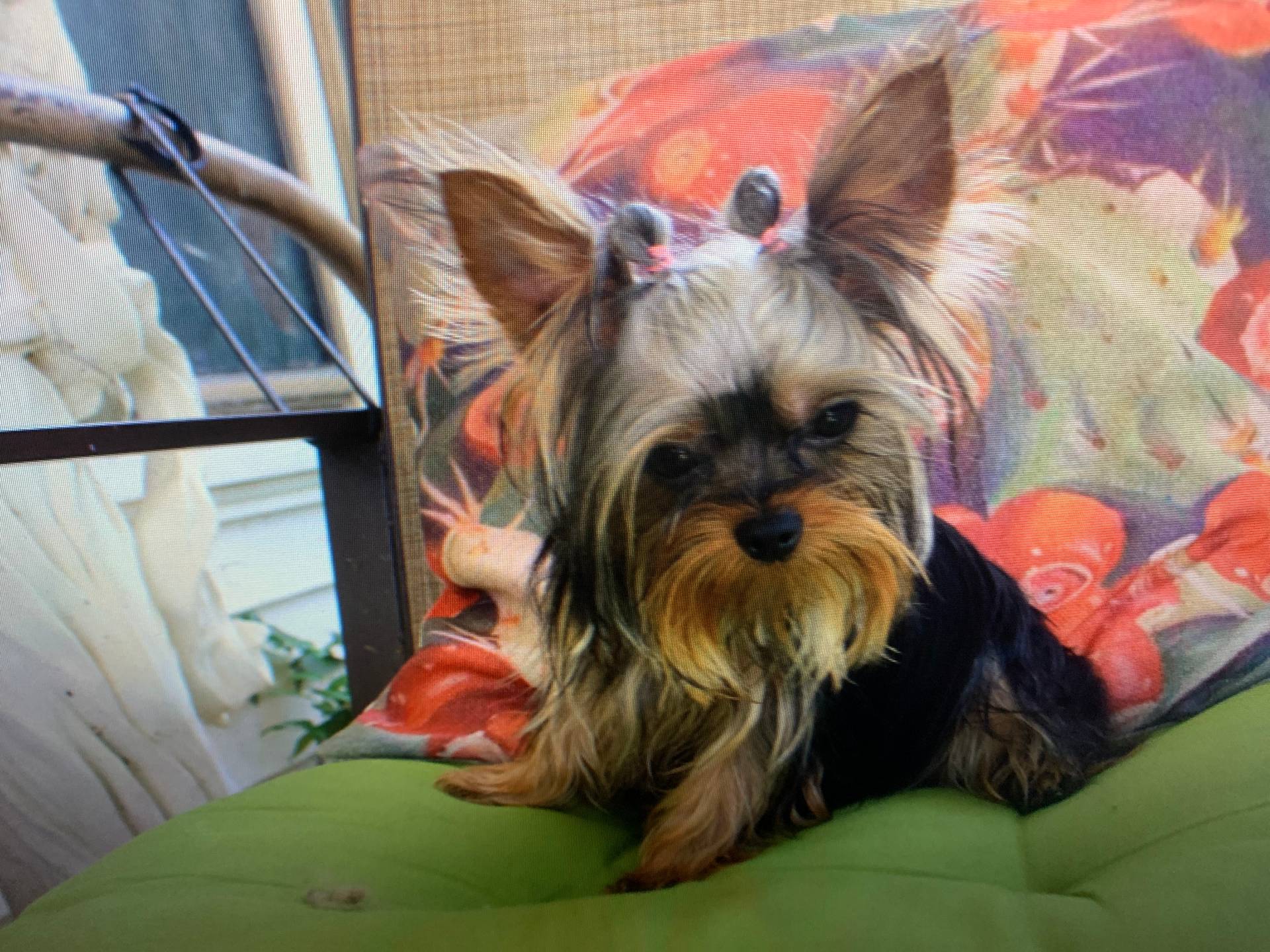 Lexie – Yorkshire Terrier puppy for sale in San Angelo, TX