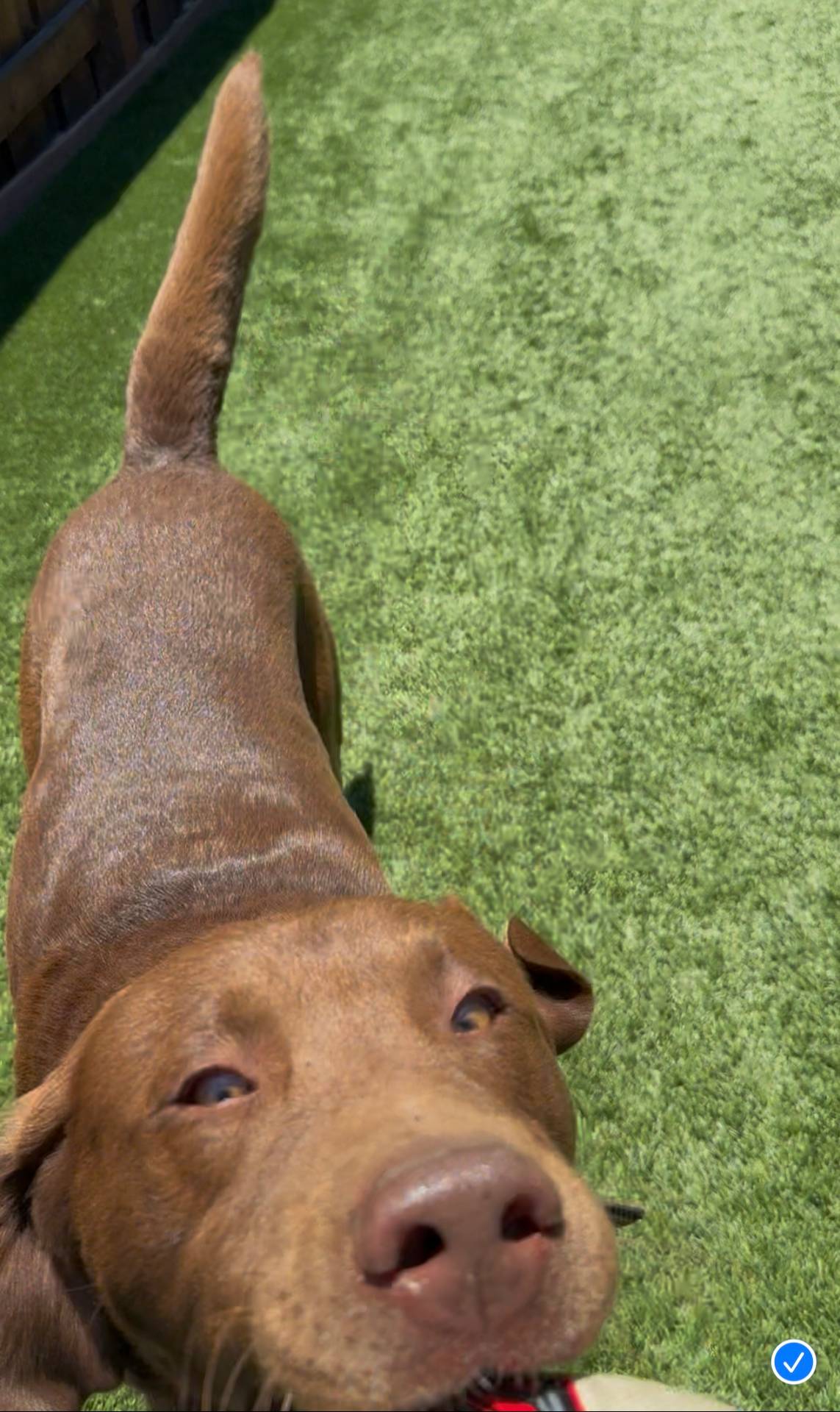 BLOU, a male Labrador Retriever for sale in Fremont, CA – Photo 3 of 7