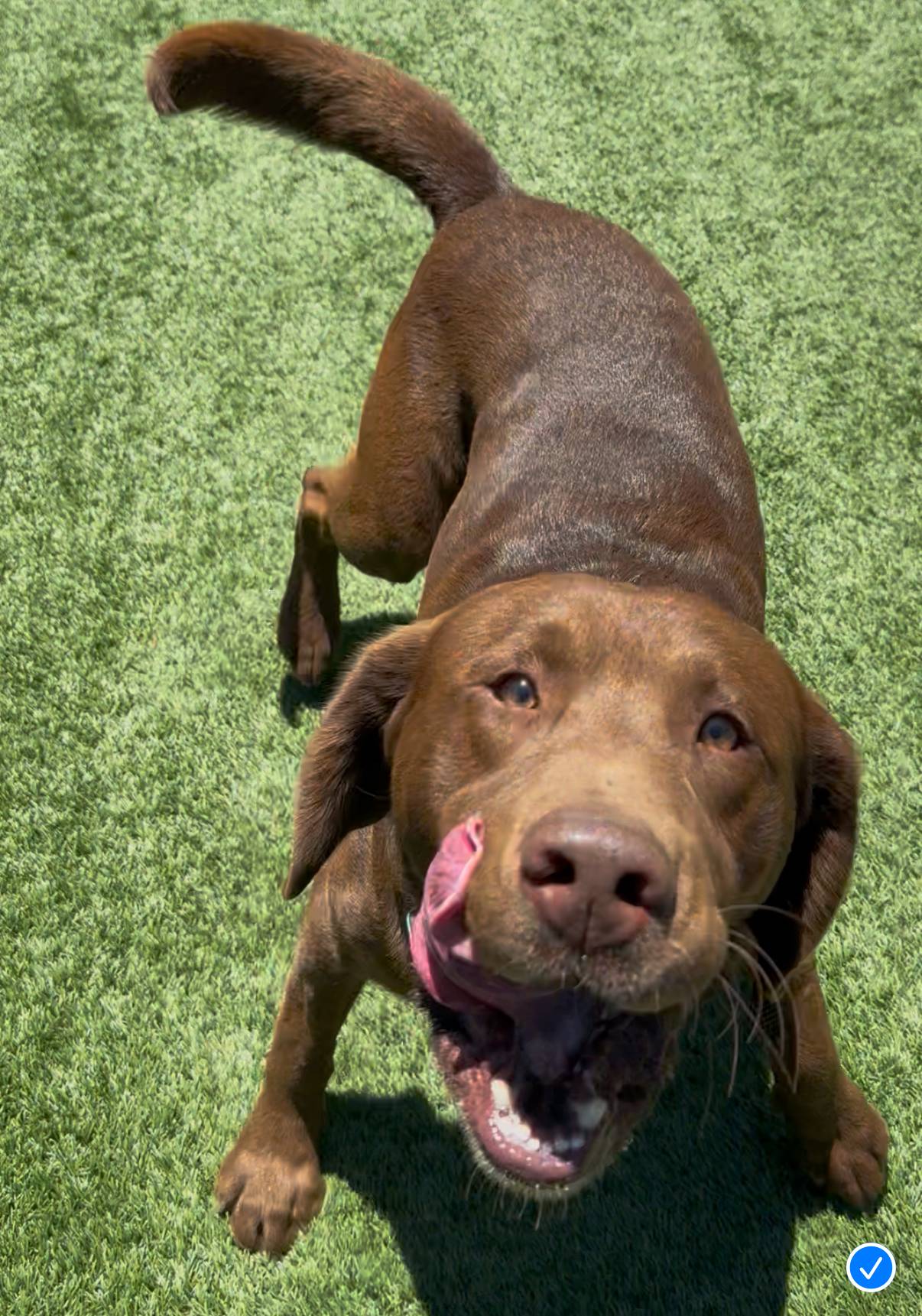 BLOU, a male Labrador Retriever for sale in Fremont, CA – Photo 1 of 7
