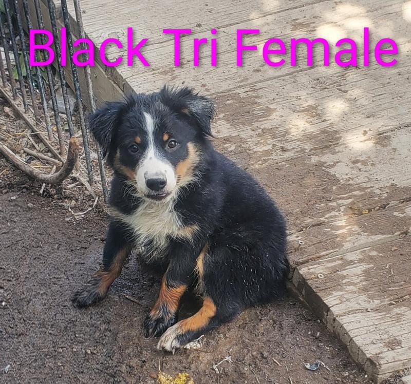 black tri female
