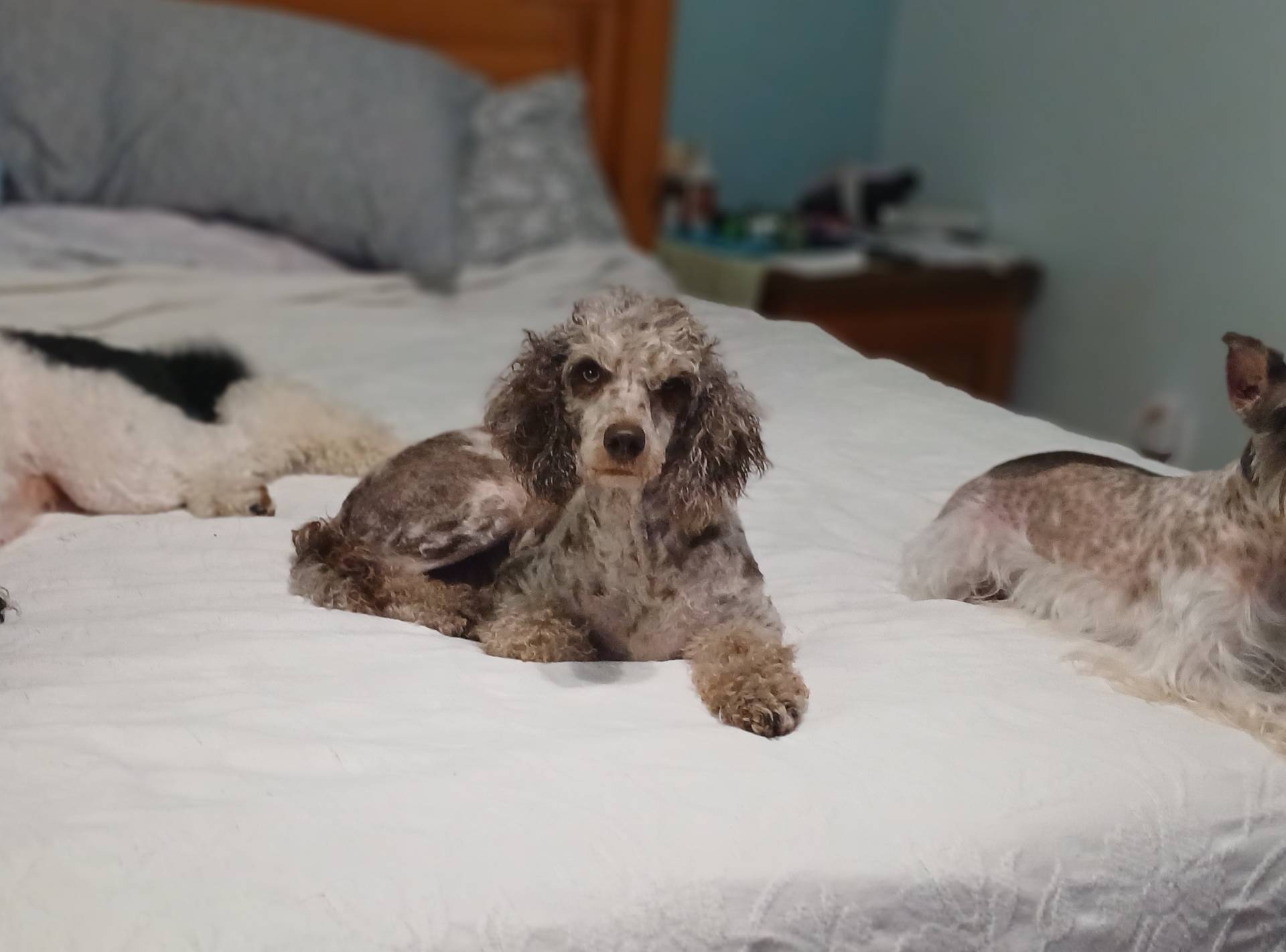 Kitty, a female Poodle - Standard  for sale in Andalusia, AL – Photo 3 of 4