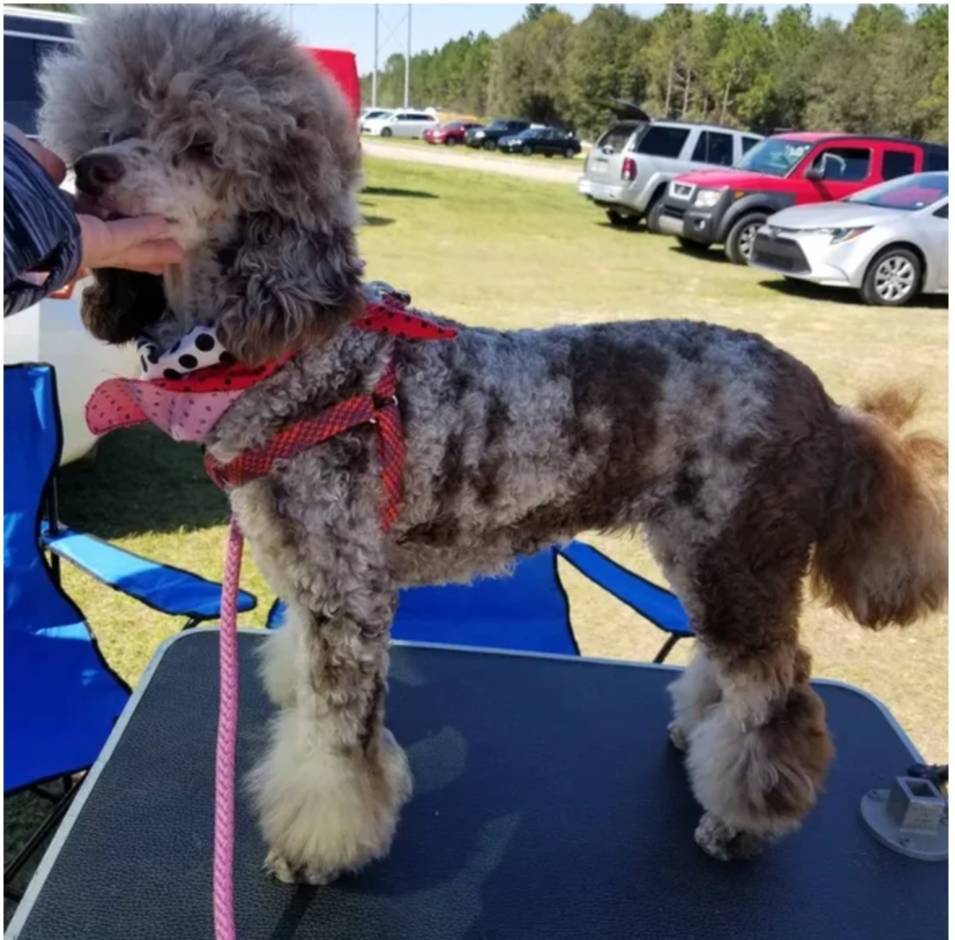 Kitty, a female Poodle - Standard  for sale in Andalusia, AL – Photo 4 of 4