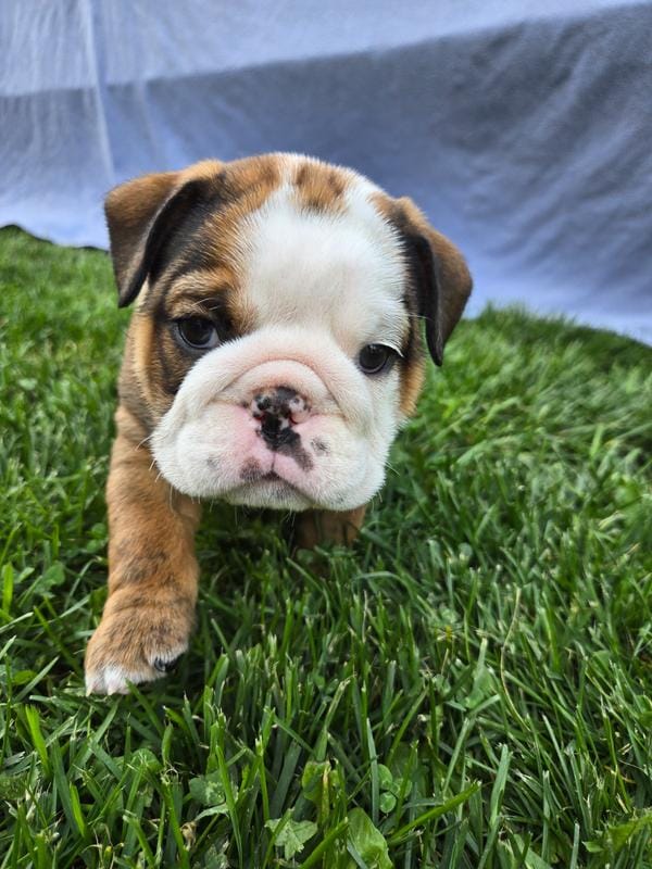 Phoebe – English Bulldog puppy for sale in Oconto Falls, WI
