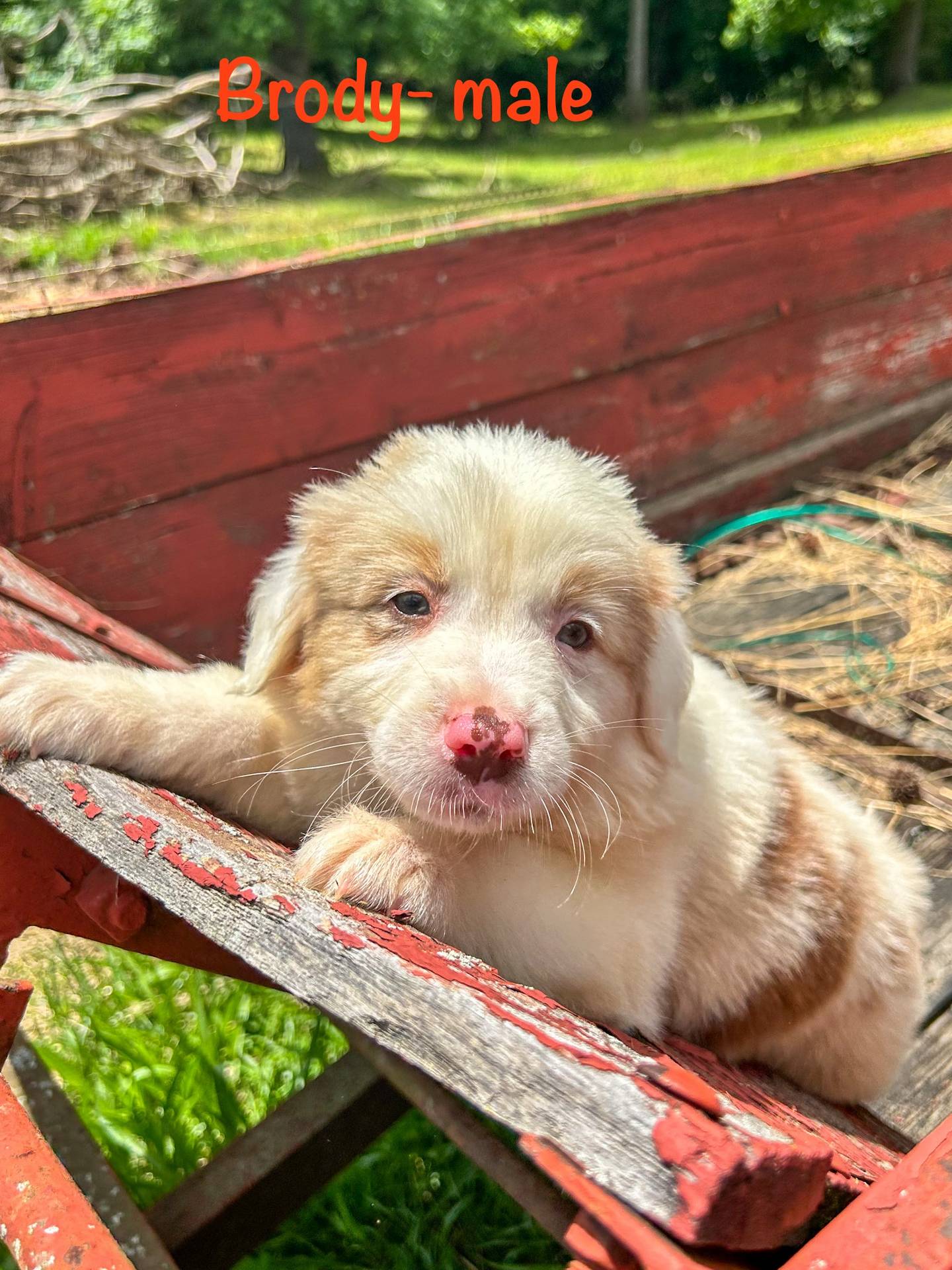 AKC Brody, a male Australian Shepherd for sale in Martin, GA – Photo 2 of 10