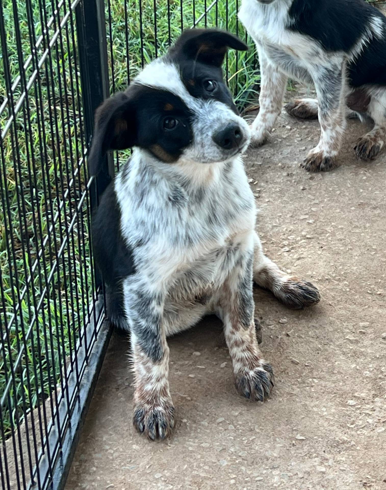 Boy1, a male Australian Cattle Dog and Australian Shepherd for sale in Nocona, TX – Photo 3 of 7