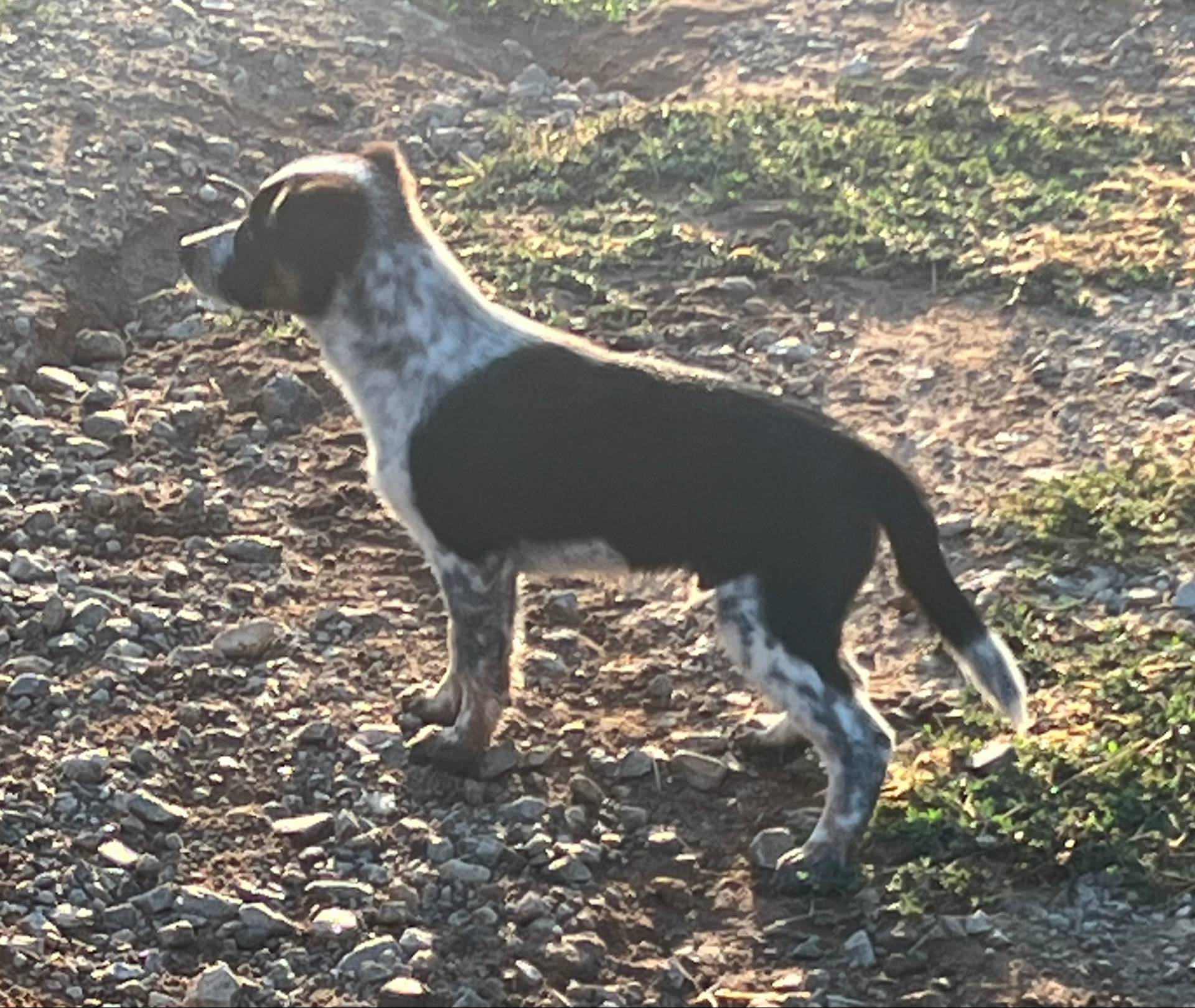 Boy1, a male Australian Cattle Dog and Australian Shepherd for sale in Nocona, TX – Photo 2 of 7