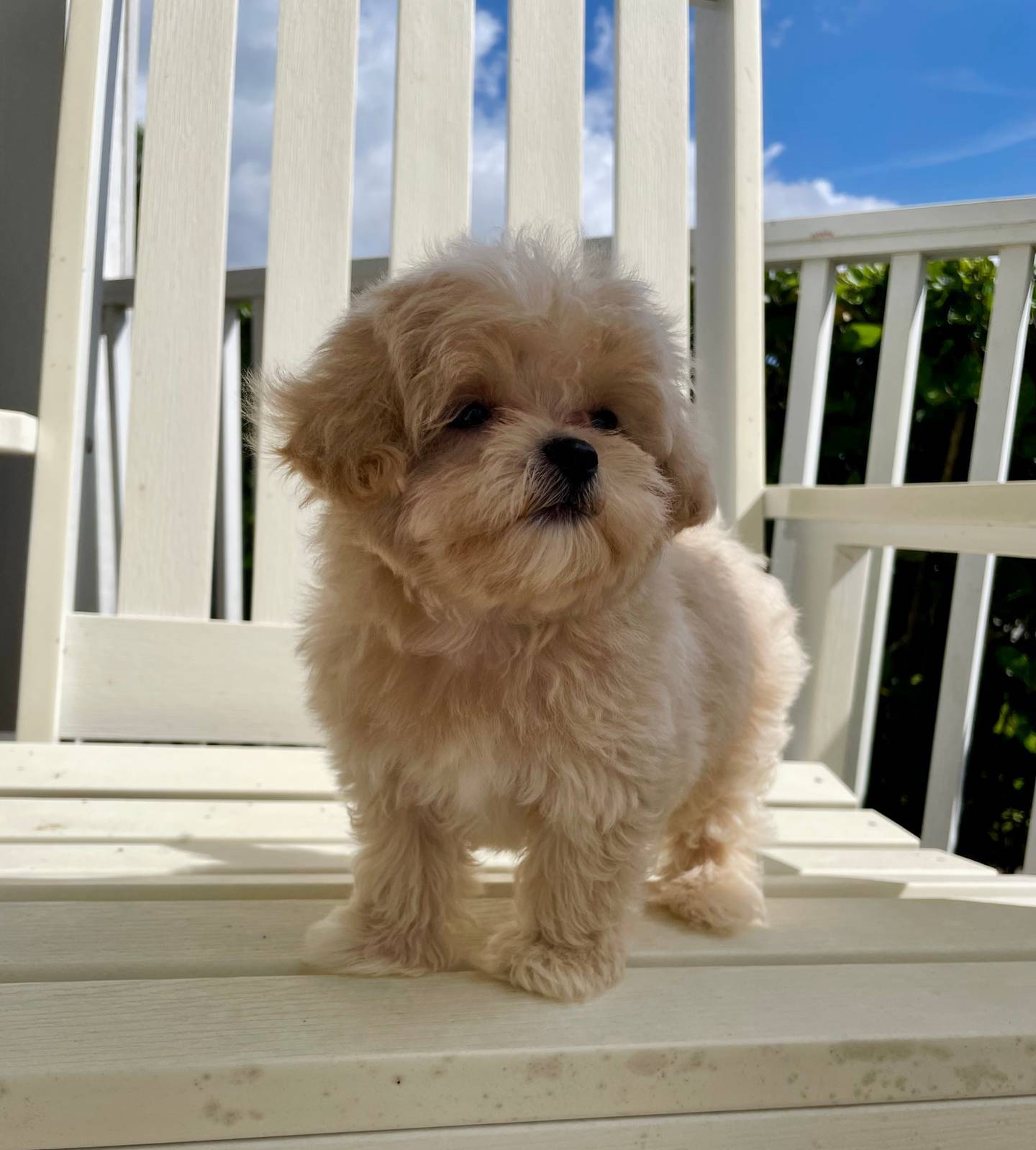Bobby, a male Maltipoo for sale in Vero Beach, FL – Photo 3 of 5
