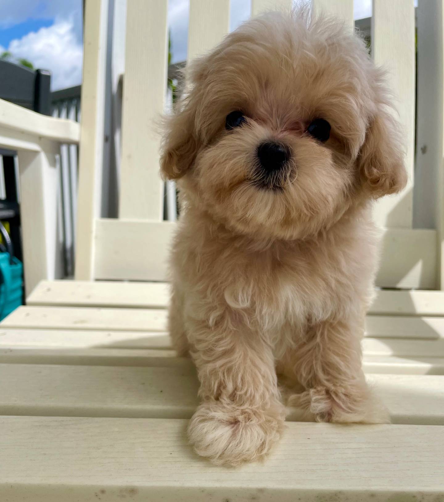 Bobby, a male Maltipoo for sale in Vero Beach, FL – Photo 2 of 5