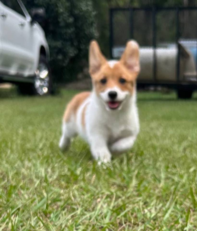 Sweet P Mama's coming for you, a female Pembroke Welsh Corgi for sale in Madison, FL – Photo 2 of 9