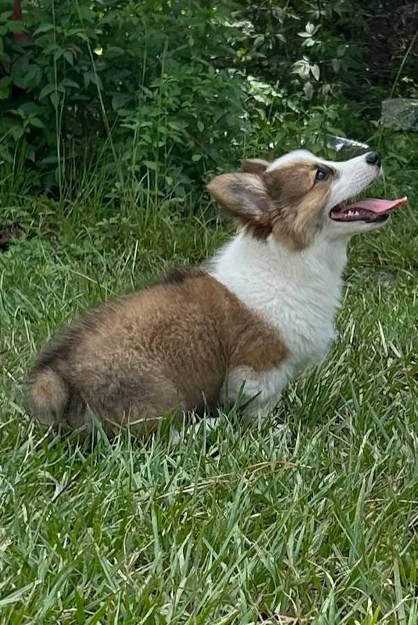 Wedge (Pending), a male Pembroke Welsh Corgi for sale in Madison, FL – Photo 2 of 10