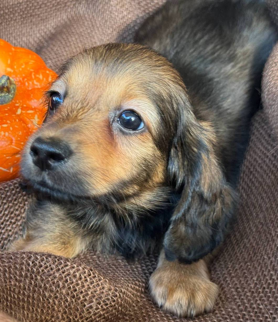 Ellie- AKC shaded cream