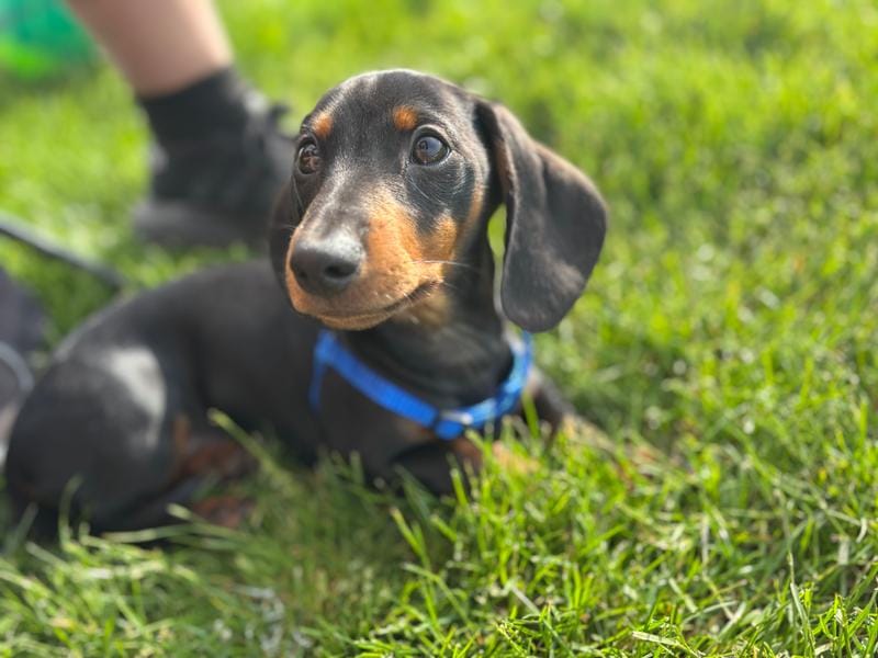 Dachshund Max