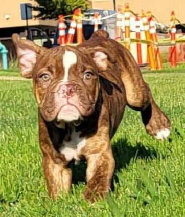 Chocolate brindle male