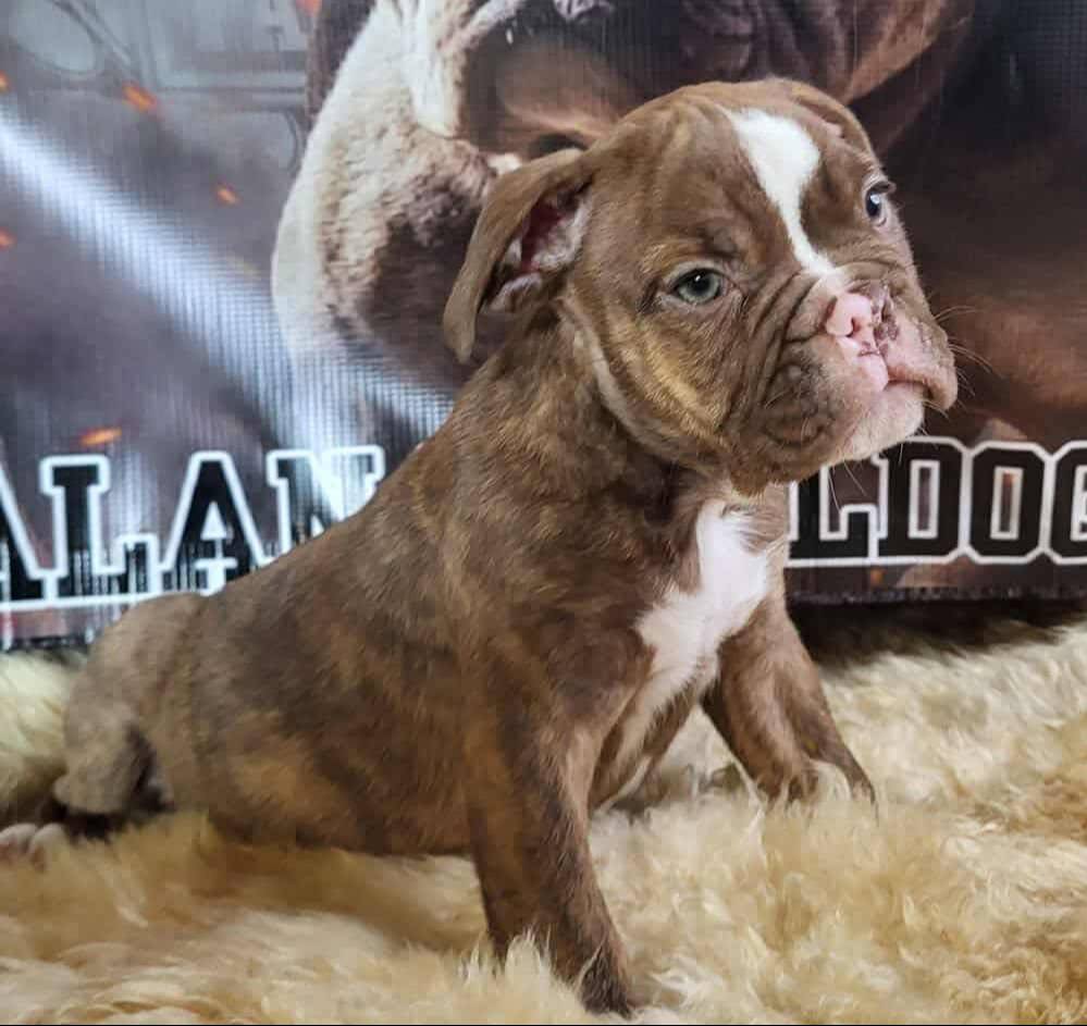 Chocolate brindle male, a male Olde English Bulldogge for sale in Turlock, CA – Photo 4 of 6
