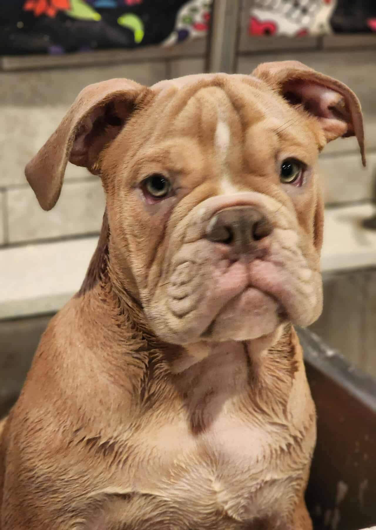 Lilac fawn, a male Olde English Bulldogge for sale in Turlock, CA – Photo 6 of 10