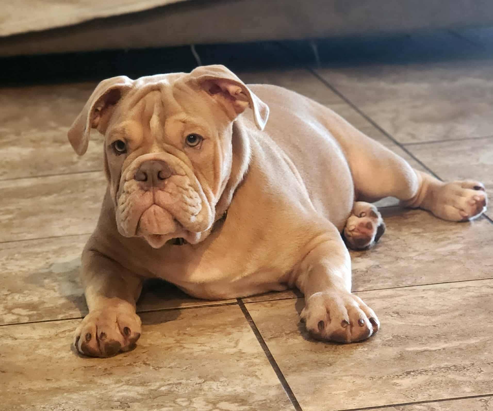 Lilac fawn, a male Olde English Bulldogge for sale in Turlock, CA – Photo 4 of 10