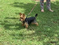 Willow, a female Yorkshire Terrier for sale in Blacksburg, SC – Photo 2 of 3