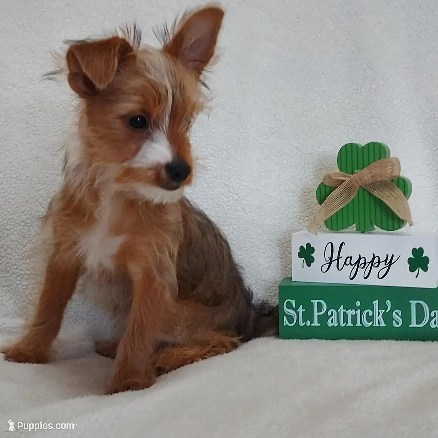 Willow – Yorkshire Terrier puppy for sale in Blacksburg, SC