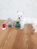 Little man, a male Yorkshire Terrier for sale in Blacksburg, SC – Photo 3 of 3