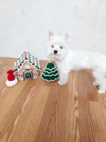 Rolo, a male Yorkshire Terrier for sale in Blacksburg, SC – Photo 3 of 3