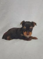 Rolo, a male Yorkshire Terrier for sale in Blacksburg, SC – Photo 1 of 3