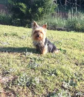 Jesse, a male Yorkshire Terrier for sale in Blacksburg, SC – Photo 2 of 3