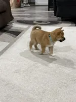 Iver, a male Shiba Inu for sale in Rolla, MO – 8 of 10