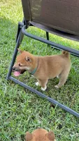 Iver, a male Shiba Inu for sale in Rolla, MO – 4 of 10