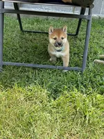 Iver, a male Shiba Inu for sale in Rolla, MO – 7 of 10