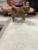 Isamu, a male Shiba Inu for sale in Rolla, MO – 2 of 8