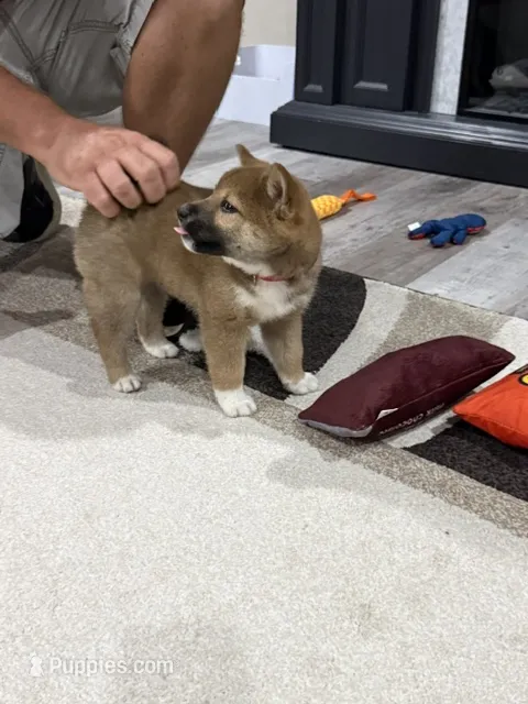 Isamu – Shiba Inu puppy for sale in Rolla, MO