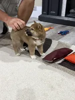 Isamu, a male Shiba Inu for sale in Rolla, MO – 1 of 8