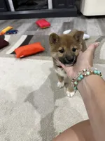 Isamu, a male Shiba Inu for sale in Rolla, MO – 7 of 8