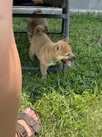 Iver, a male Shiba Inu for sale in Rolla, MO – 9 of 10