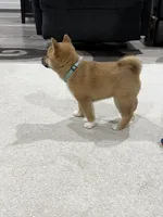 Iver, a male Shiba Inu for sale in Rolla, MO – 3 of 10