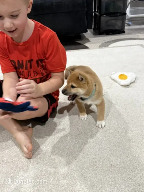 Iver – Shiba Inu puppy for sale in Rolla, MO