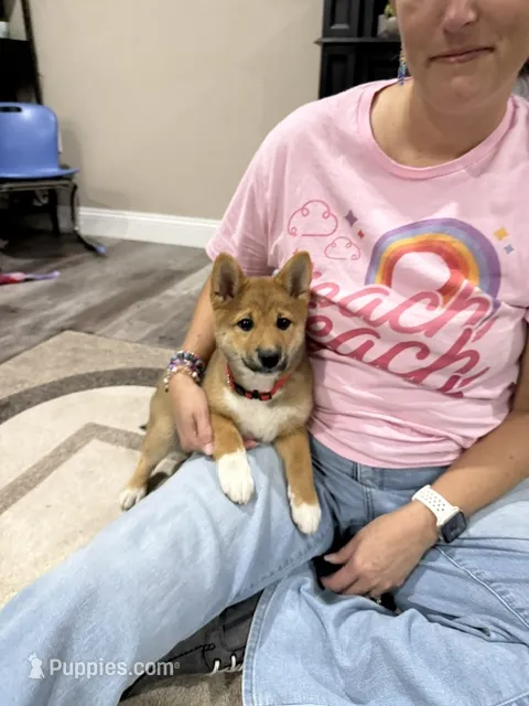 Isamu – Shiba Inu puppy for sale in Rolla, MO