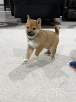 Iver, a male Shiba Inu for sale in Rolla, MO – 10 of 10