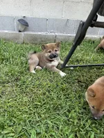 Isamu, a male Shiba Inu for sale in Rolla, MO – 5 of 8